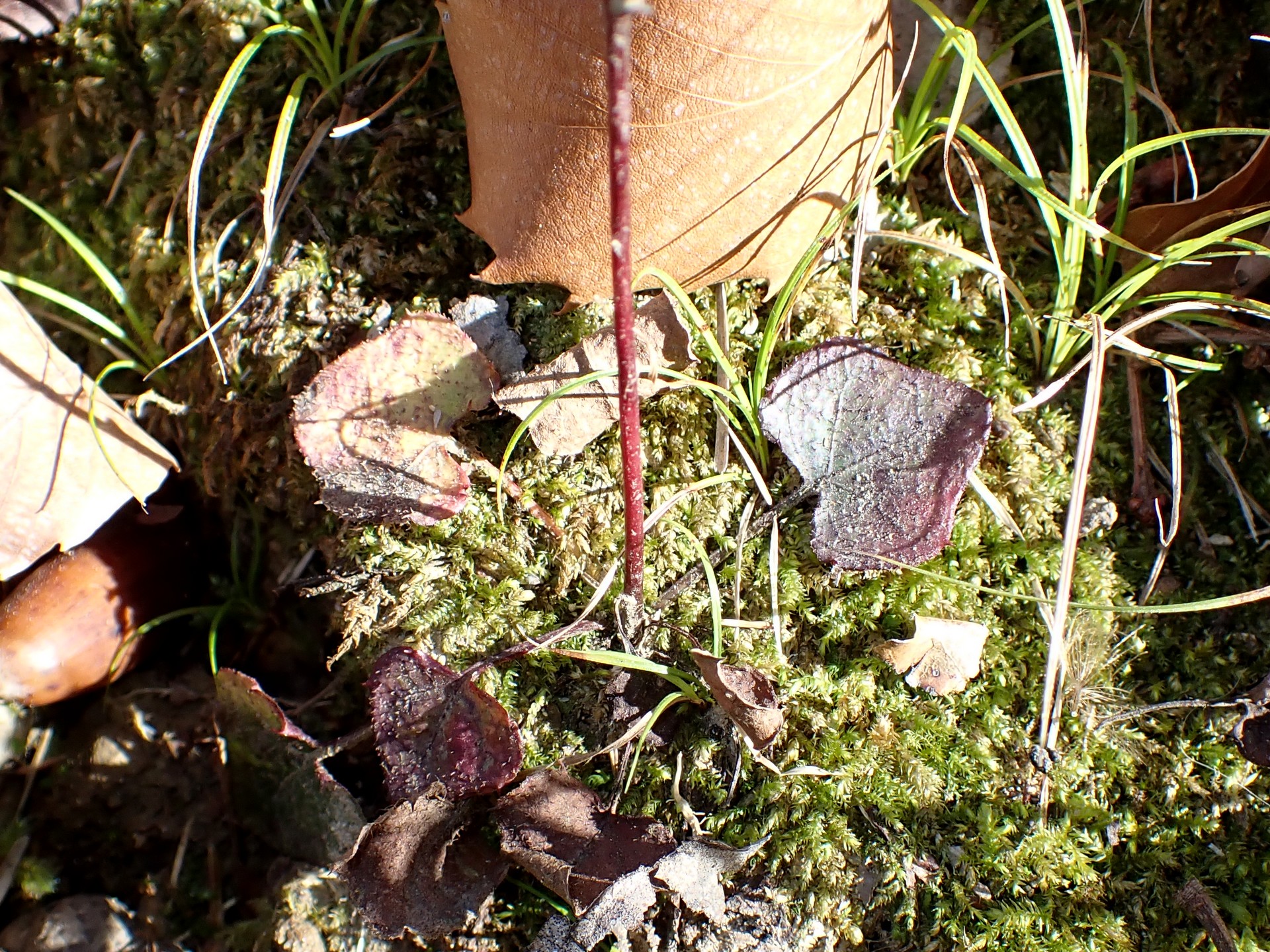 キッコウハグマ の高画質写真です。横浜市で、2025年1月29日に撮影したものです。