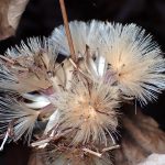 カシワバハグマ の高画質写真です。横浜市で、2025年1月3日に撮影したものです。