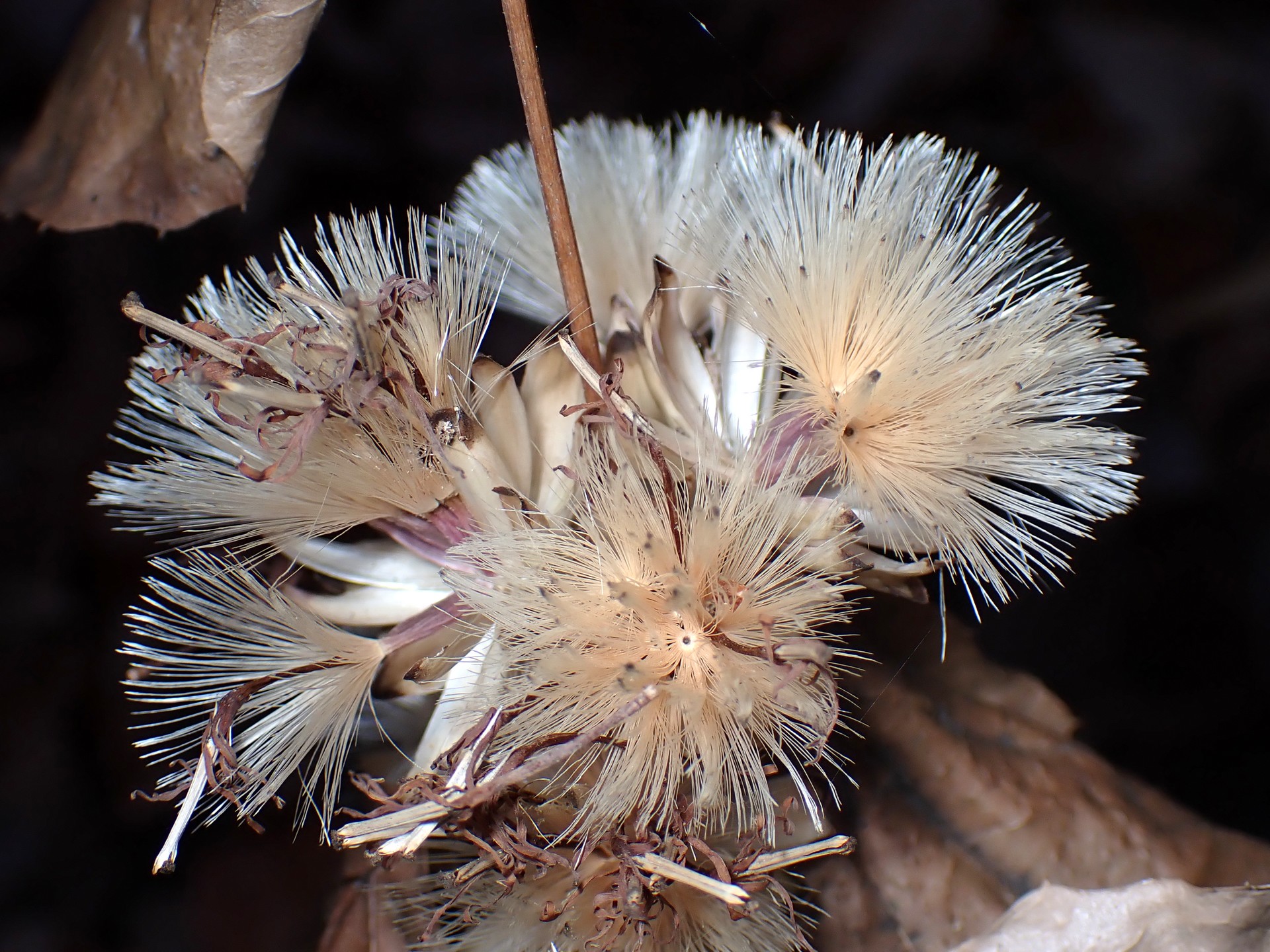 カシワバハグマ の高画質写真です。横浜市で、2025年1月3日に撮影したものです。