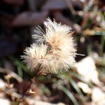 キッコウハグマ の高画質写真です。横浜市で、2025年1月29日に撮影したものです。