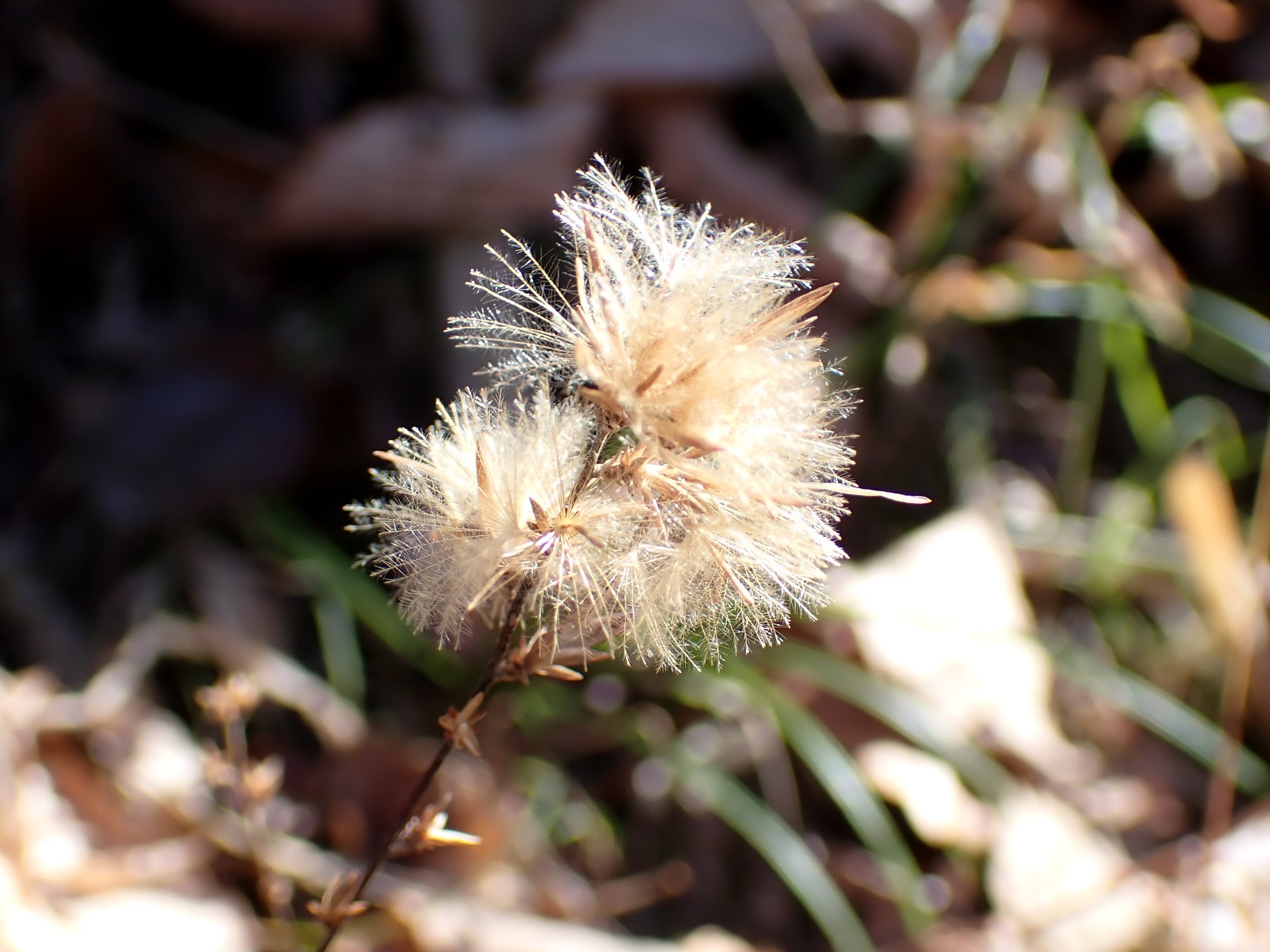 キッコウハグマ の高画質写真です。横浜市で、2025年1月29日に撮影したものです。