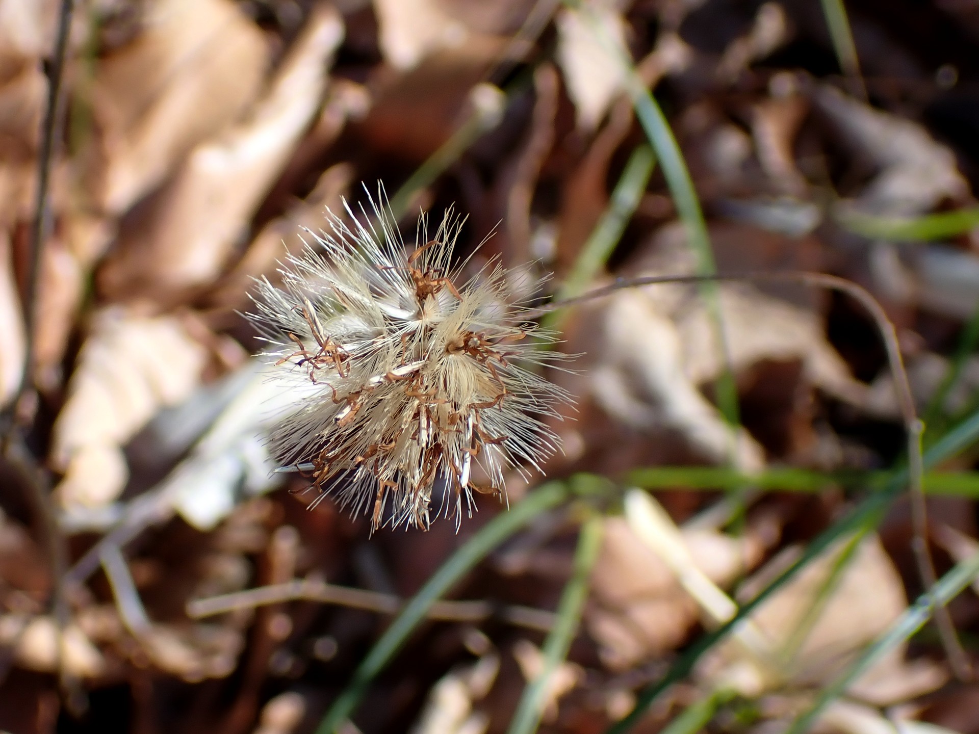 キッコウハグマ の高画質写真です。横浜市で、2025年1月29日に撮影したものです。