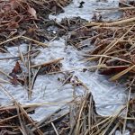 田んぼ 氷 の高画質写真です。横浜市で、2025年1月11日に撮影したものです。