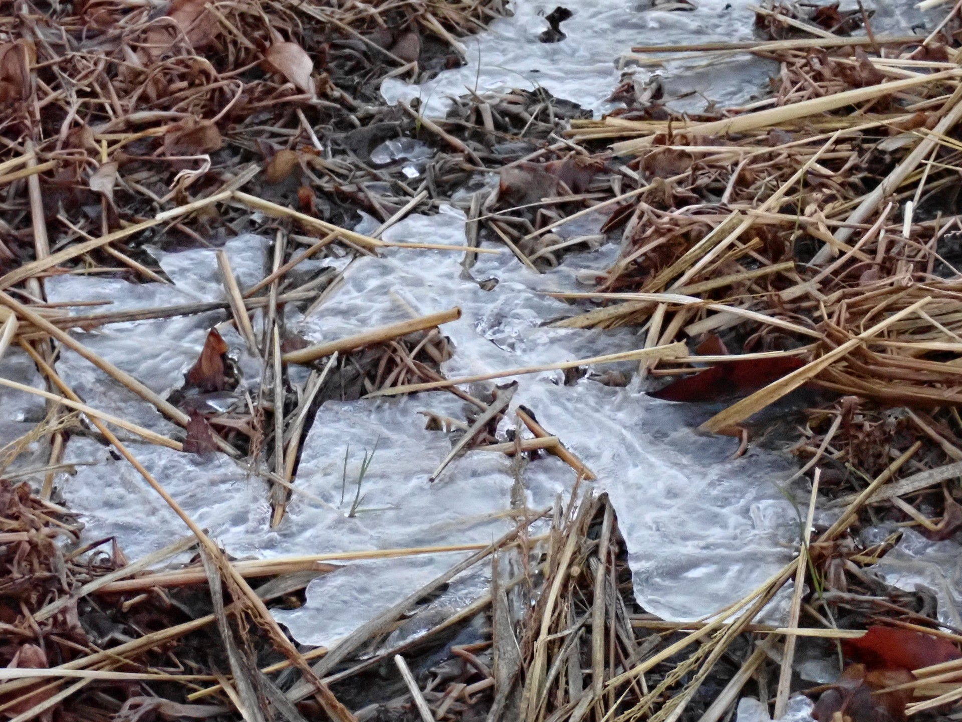 田んぼ 氷 の高画質写真です。横浜市で、2025年1月11日に撮影したものです。