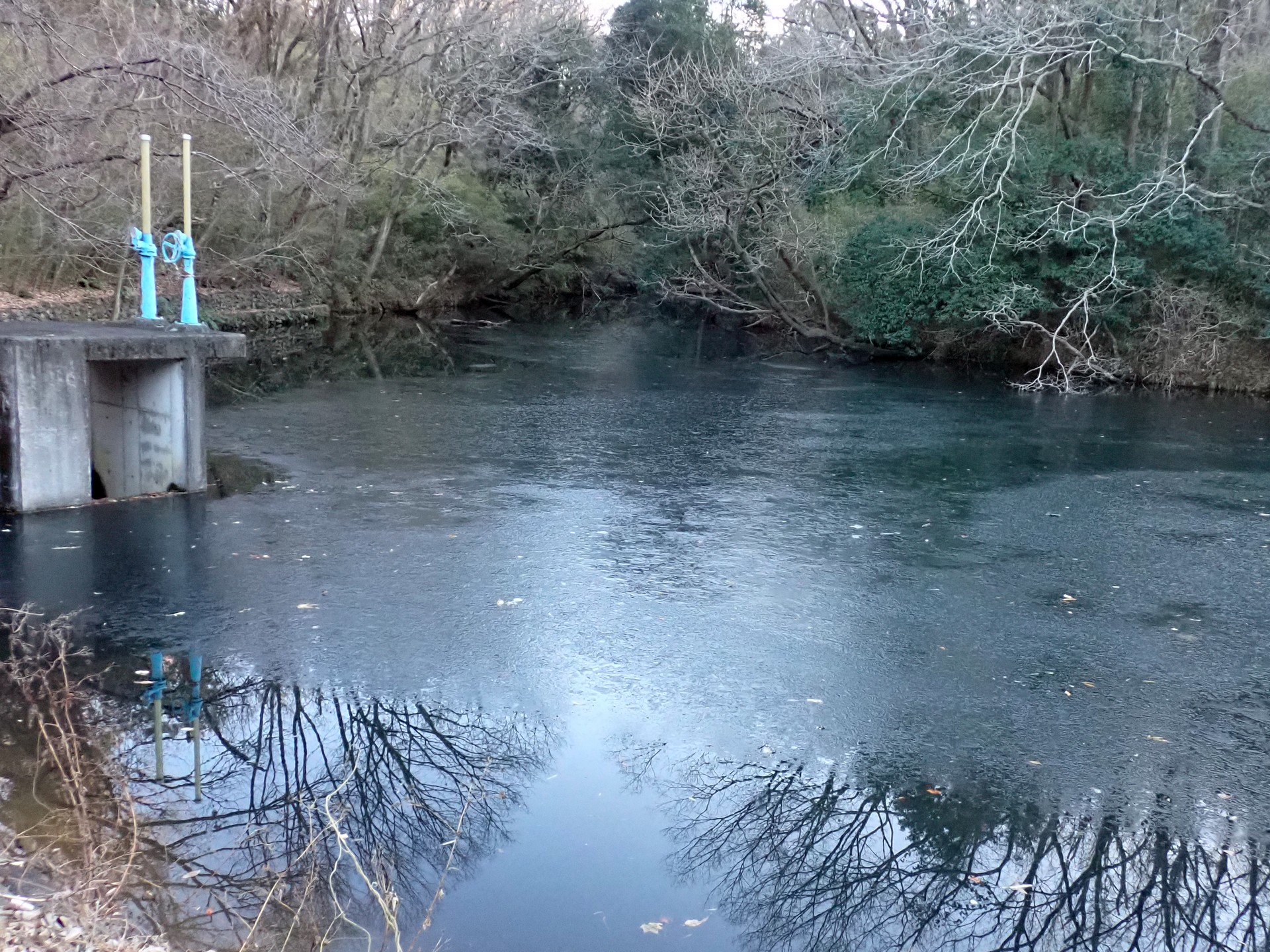 ため池の氷 の高画質写真です。横浜市で、2025年1月11日に撮影したものです。