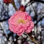 コウバイ の高画質写真です。横浜市で、2025年1月28日に撮影したものです。