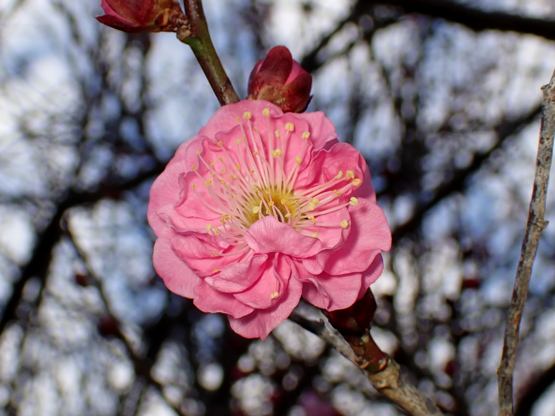 コウバイ の高画質写真です。横浜市で、2025年1月28日に撮影したものです。
