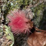 コウヤボウキ の高画質写真です。横浜市で、2025年1月17日に撮影したものです。