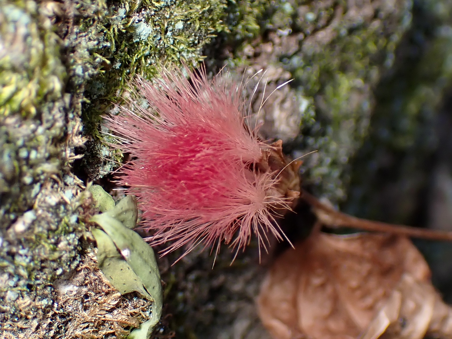 コウヤボウキ の高画質写真です。横浜市で、2025年1月17日に撮影したものです。