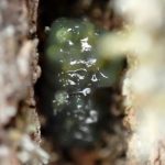 クヌギカメムシ の高画質写真です。横浜市で、2025年1月13日に撮影したものです。