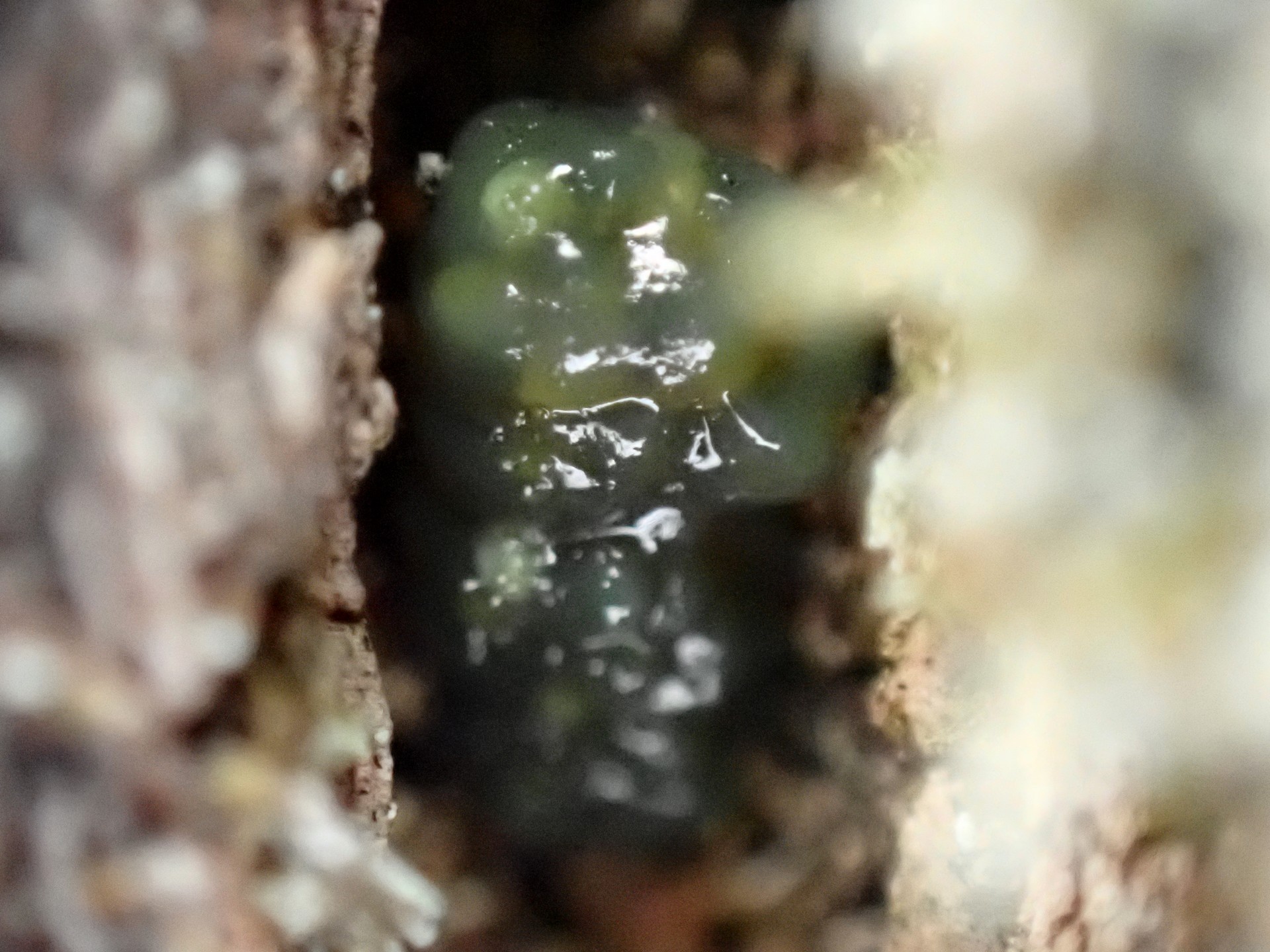 クヌギカメムシ の高画質写真です。横浜市で、2025年1月13日に撮影したものです。