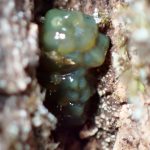 クヌギカメムシ の高画質写真です。横浜市で、2025年1月28日に撮影したものです。