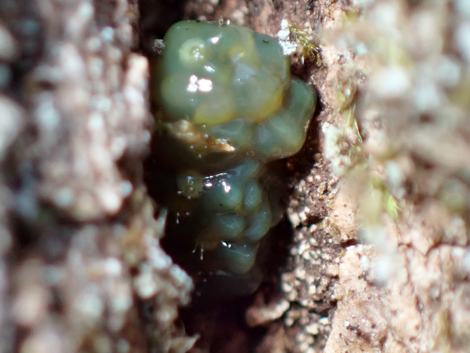 クヌギカメムシ の高画質写真です。横浜市で、2025年1月28日に撮影したものです。