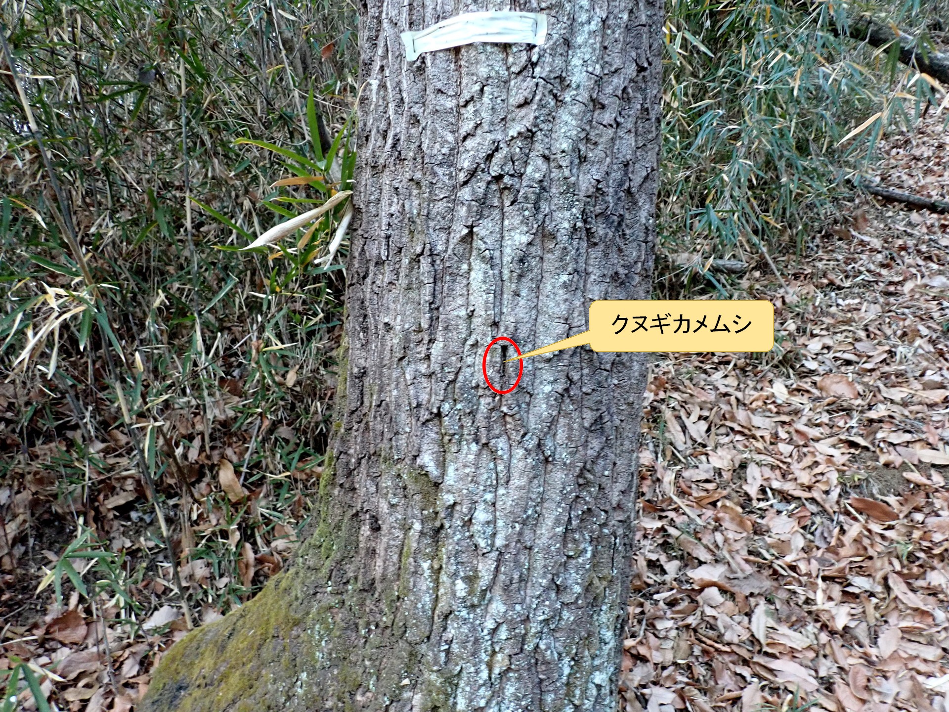 クヌギカメムシ の高画質写真です。横浜市で、2025年1月13日に撮影したものです。