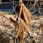 クズ の高画質写真です。横浜市で、2025年1月15日に撮影したものです。