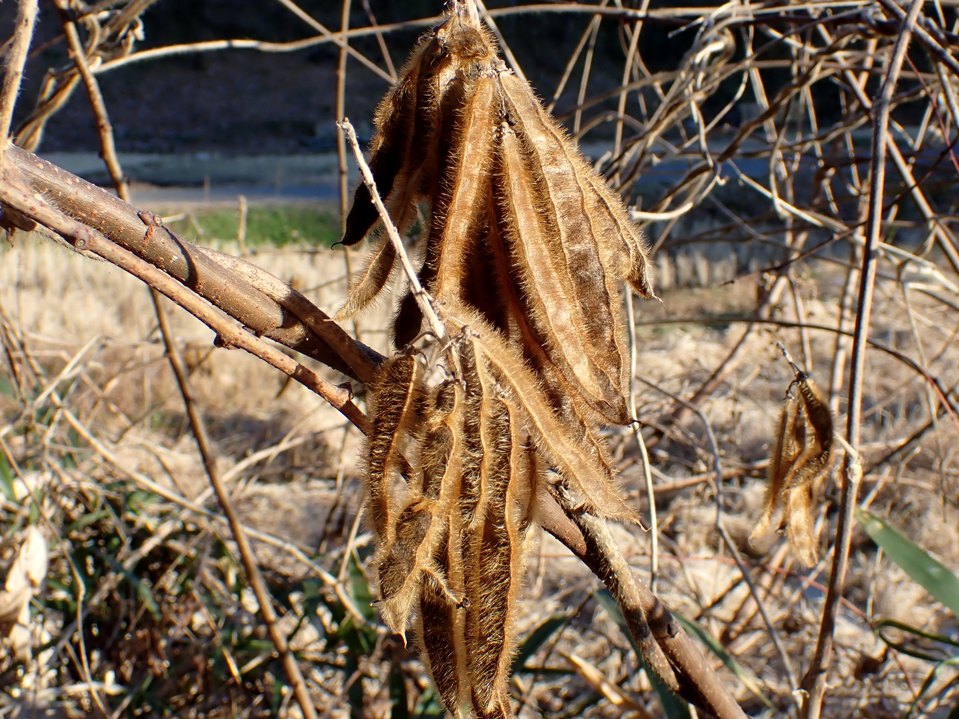 クズ の高画質写真です。横浜市で、2025年1月15日に撮影したものです。