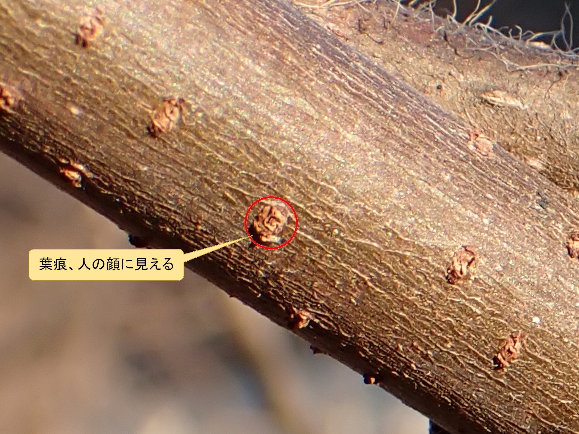 クズ の高画質写真です。横浜市で、2025年1月15日に撮影したものです。