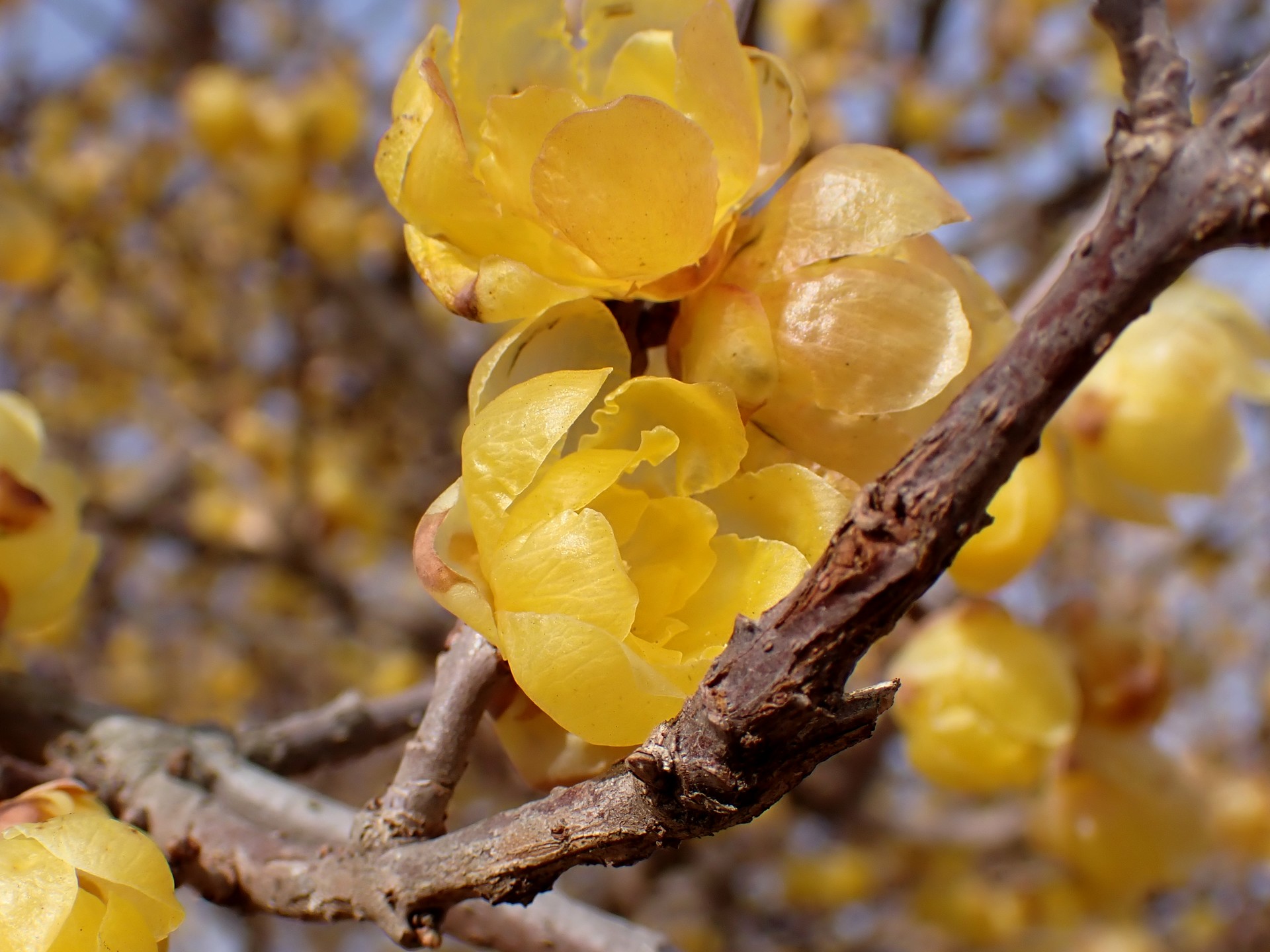 マンゲツロウバイ の高画質写真です。横浜市で、2025年1月27日に撮影したものです。