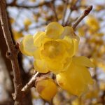 マンゲツロウバイ の高画質写真です。横浜市で、2025年1月27日に撮影したものです。