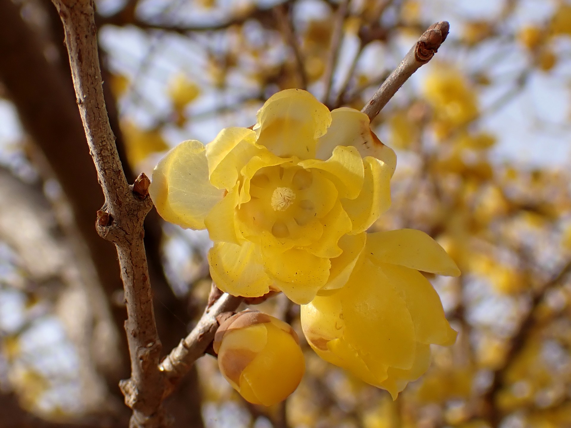 マンゲツロウバイ の高画質写真です。横浜市で、2025年1月27日に撮影したものです。