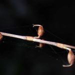 ミズヒキ の高画質写真です。横浜市で、2025年1月5日に撮影したものです。