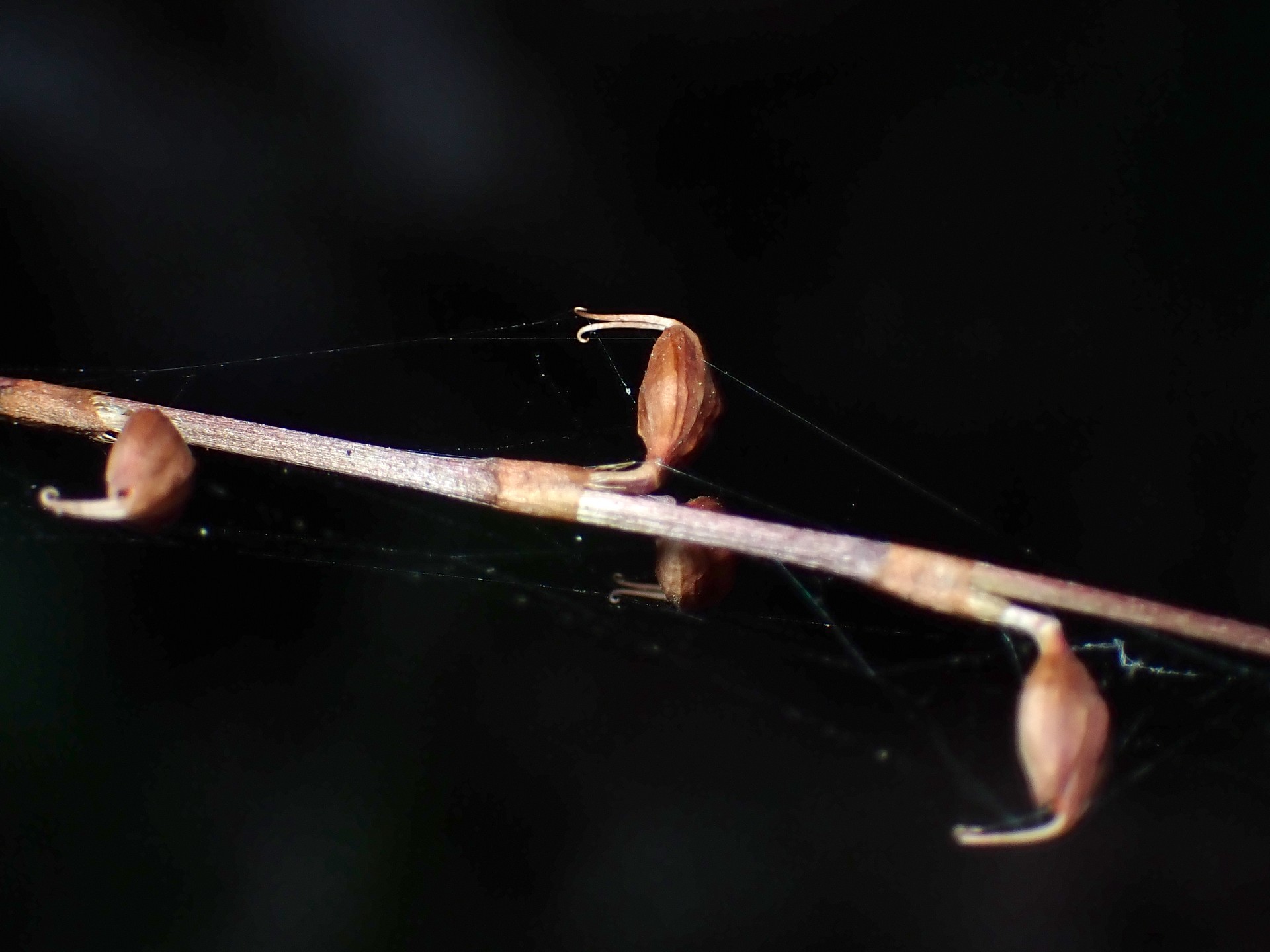 ミズヒキ の高画質写真です。横浜市で、2025年1月5日に撮影したものです。