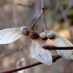 モミジの種 の高画質写真です。横浜市で、2025年1月24日に撮影したものです。