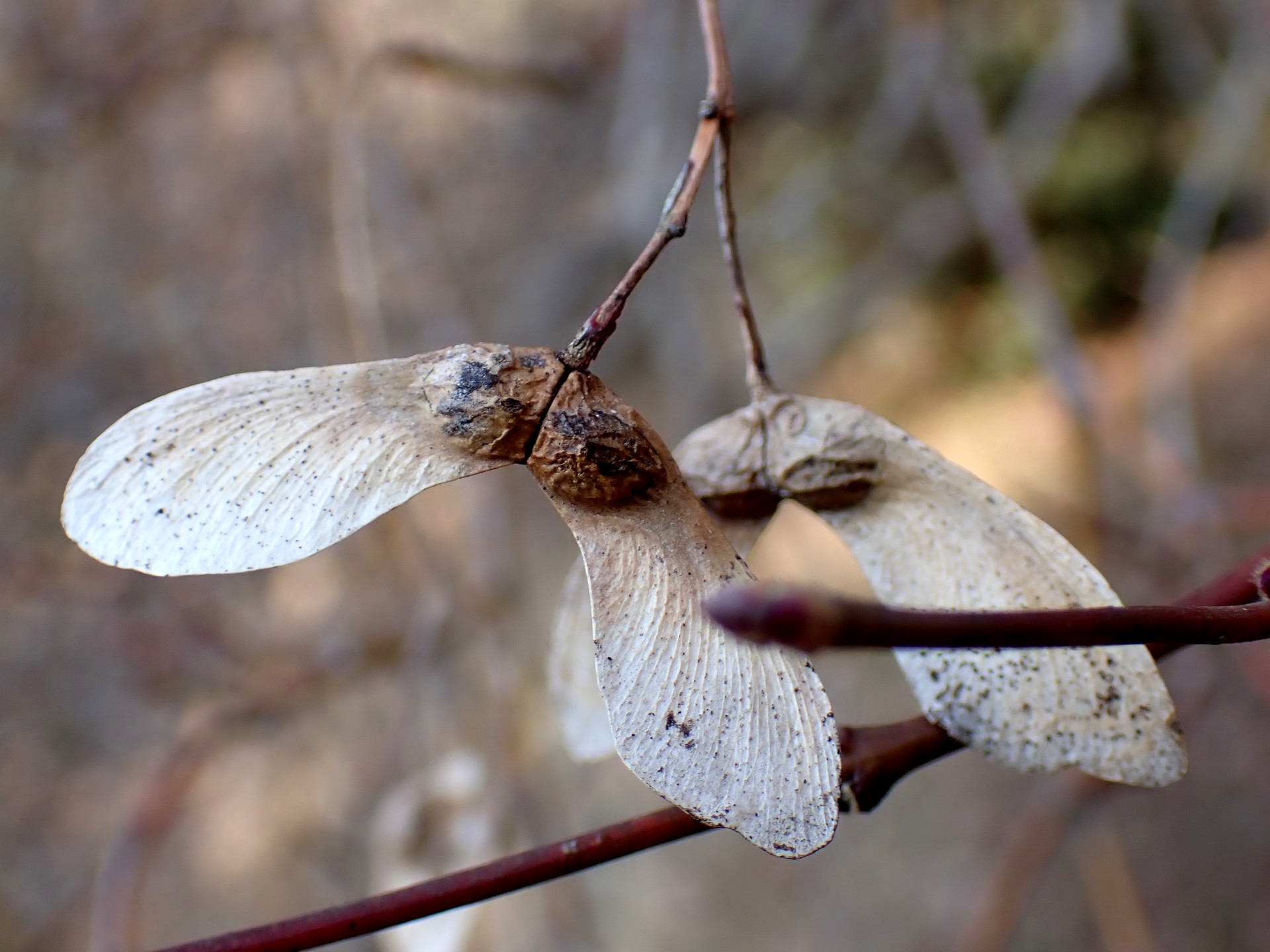 モミジの種 の高画質写真です。横浜市で、2025年1月24日に撮影したものです。