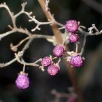 ムラサキシキブ の高画質写真です。横浜市で、2025年1月3日に撮影したものです。