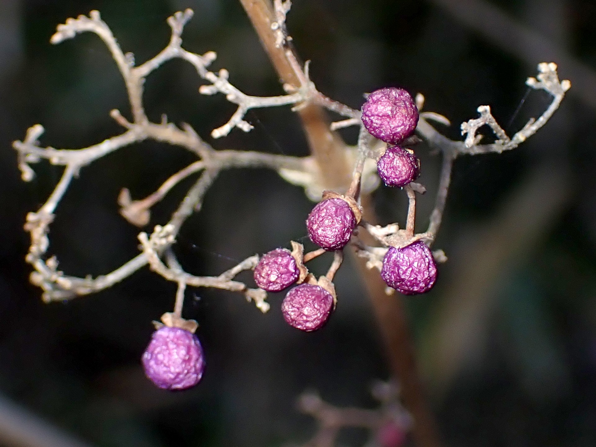ムラサキシキブ の高画質写真です。横浜市で、2025年1月3日に撮影したものです。