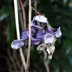 ノササゲ の高画質写真です。横浜市で、2025年1月14日に撮影したものです。