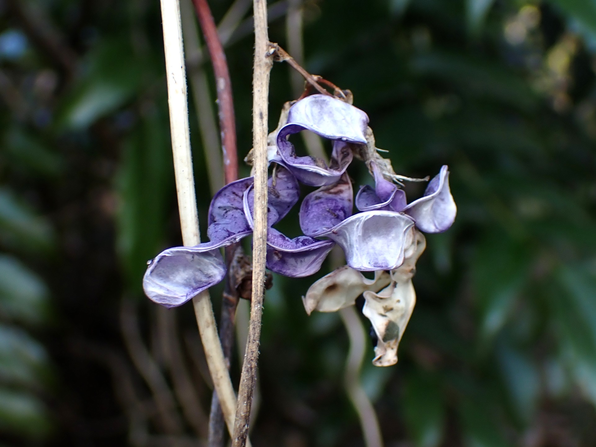 ノササゲ の高画質写真です。横浜市で、2025年1月14日に撮影したものです。