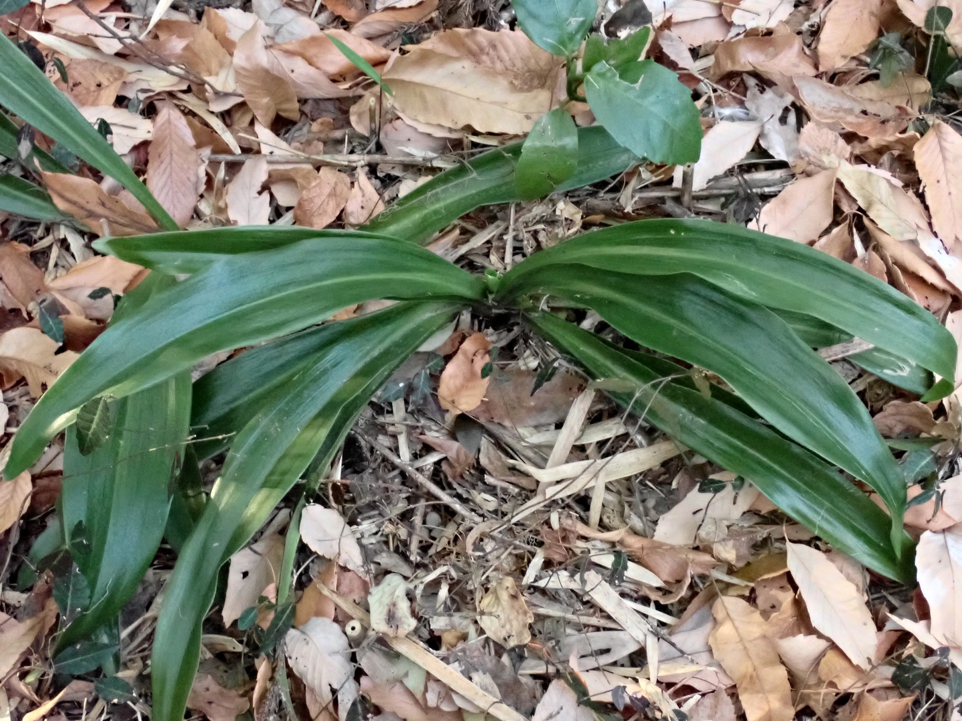 オモト の高画質写真です。横浜市で、2025年1月14日に撮影したものです。