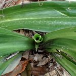 オモト の高画質写真です。横浜市で、2025年1月14日に撮影したものです。