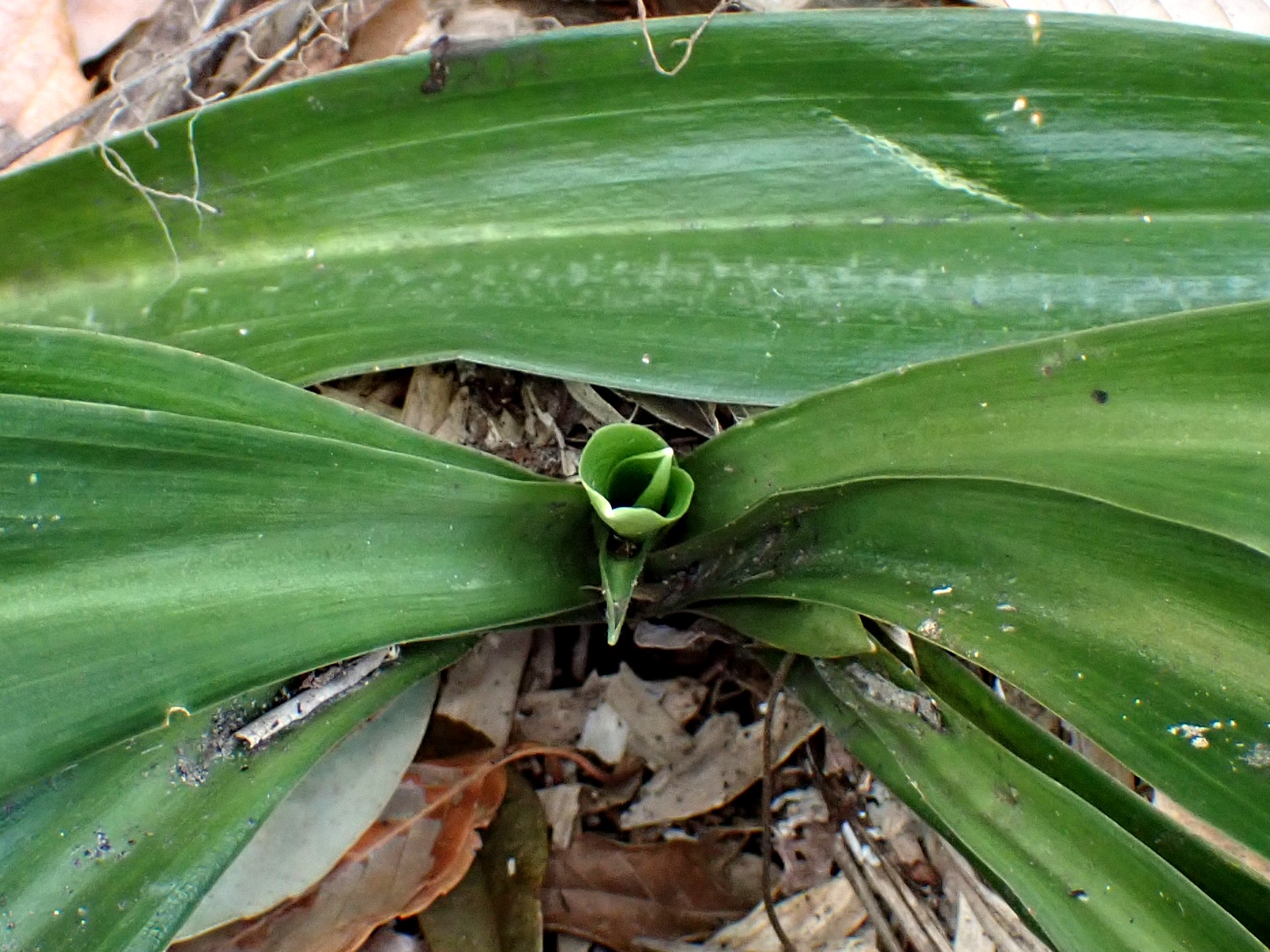 オモト の高画質写真です。横浜市で、2025年1月14日に撮影したものです。