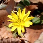 オオジシバリ の高画質写真です。横浜市で、2025年1月29日に撮影したものです。