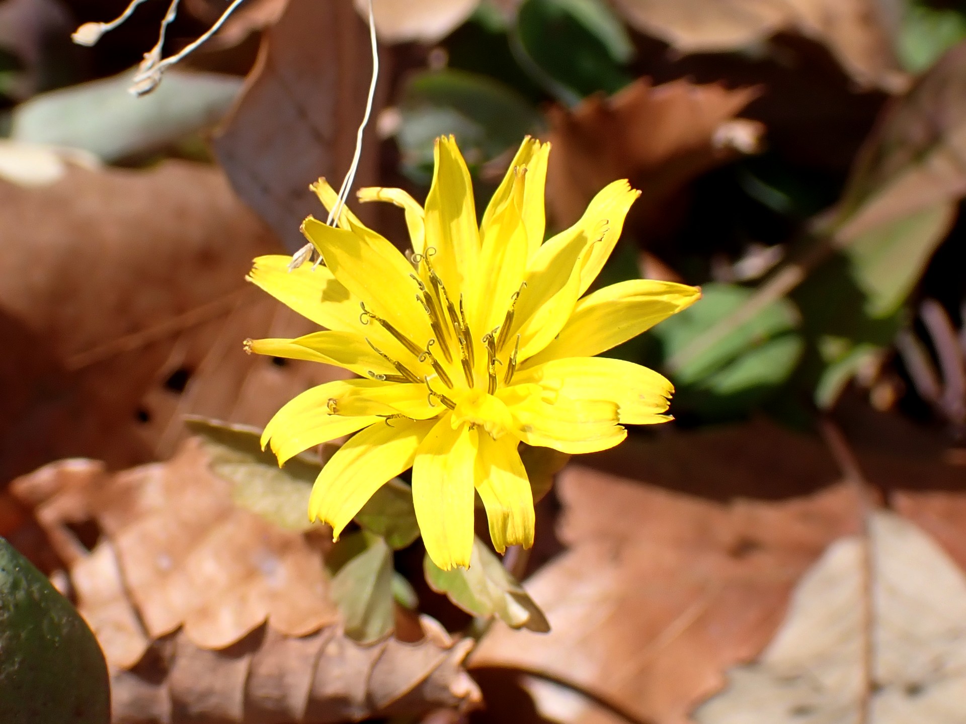 オオジシバリ の高画質写真です。横浜市で、2025年1月29日に撮影したものです。