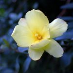 オウバイモドキ の高画質写真です。横浜市で、2025年1月4日に撮影したものです。