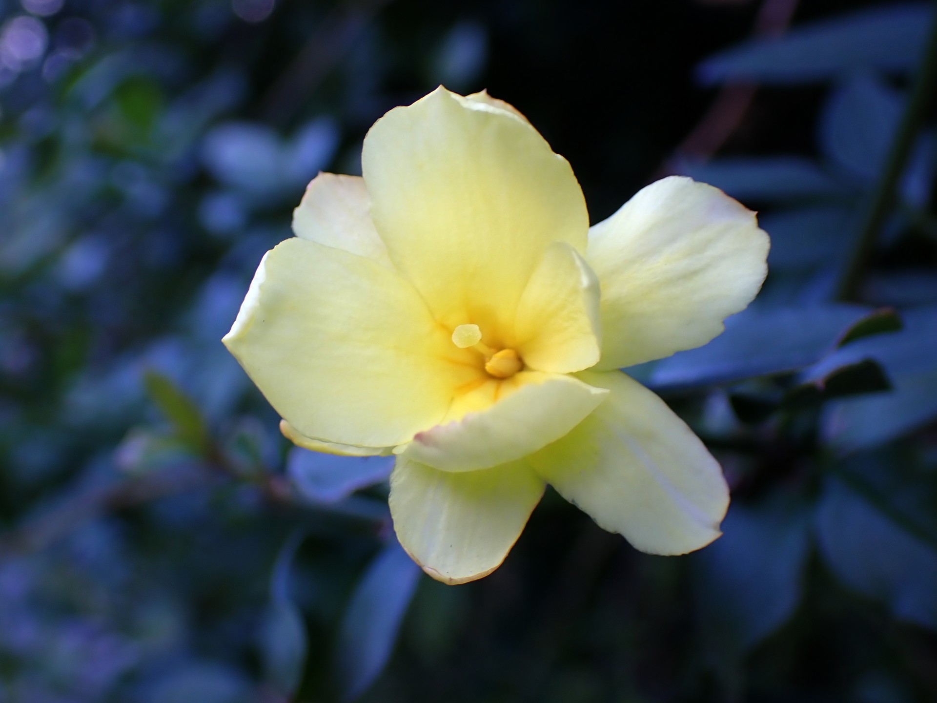 オウバイモドキ の高画質写真です。横浜市で、2025年1月4日に撮影したものです。