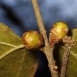 ロウバイ の高画質写真です。横浜市で、2025年1月5日に撮影したものです。