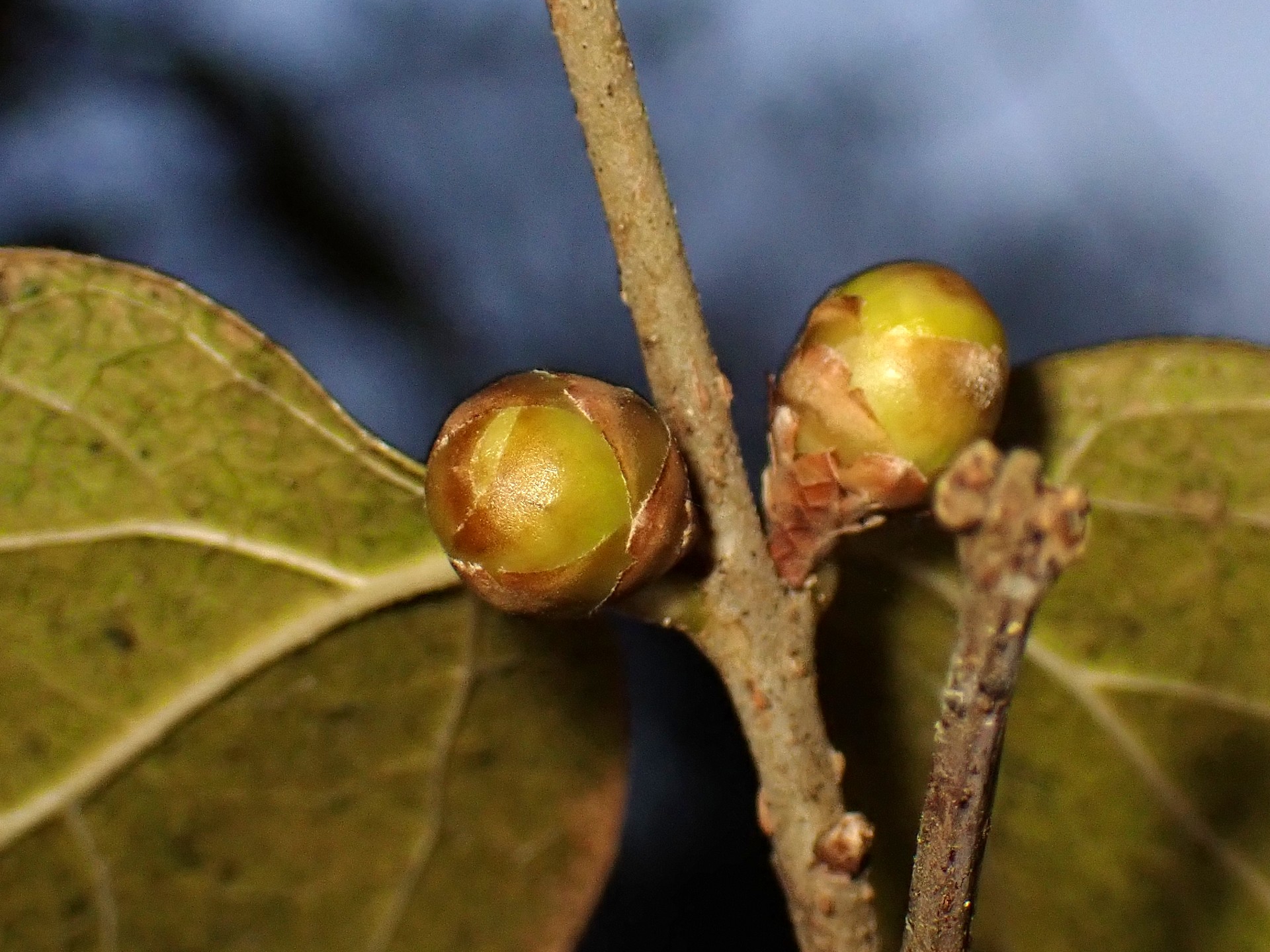 ロウバイ の高画質写真です。横浜市で、2025年1月5日に撮影したものです。