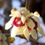 ロウバイ の高画質写真です。横浜市で、2025年1月29日に撮影したものです。