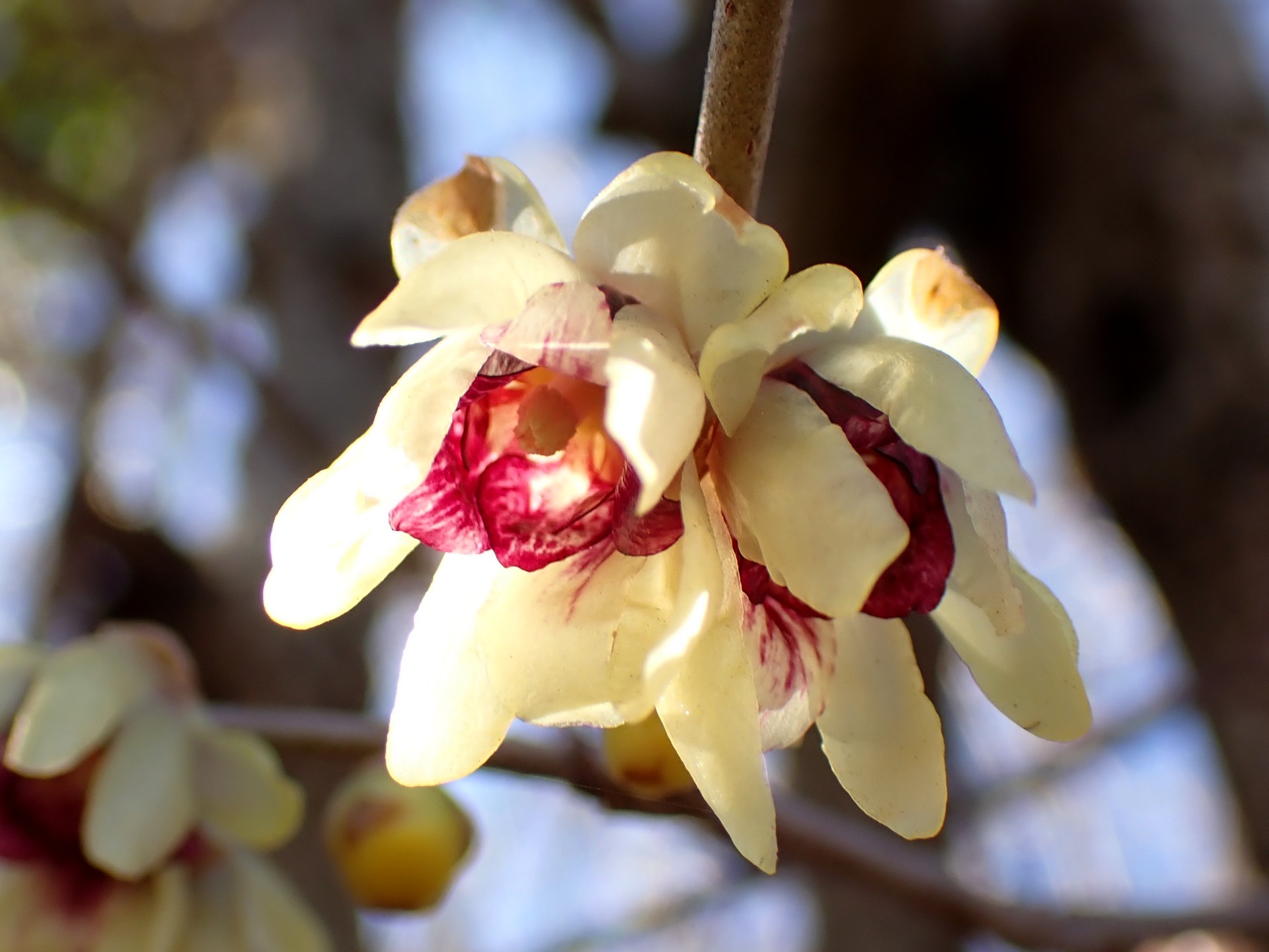 ロウバイ の高画質写真です。横浜市で、2025年1月29日に撮影したものです。