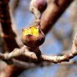 サンシュユ の高画質写真です。横浜市で、2025年1月24日に撮影したものです。