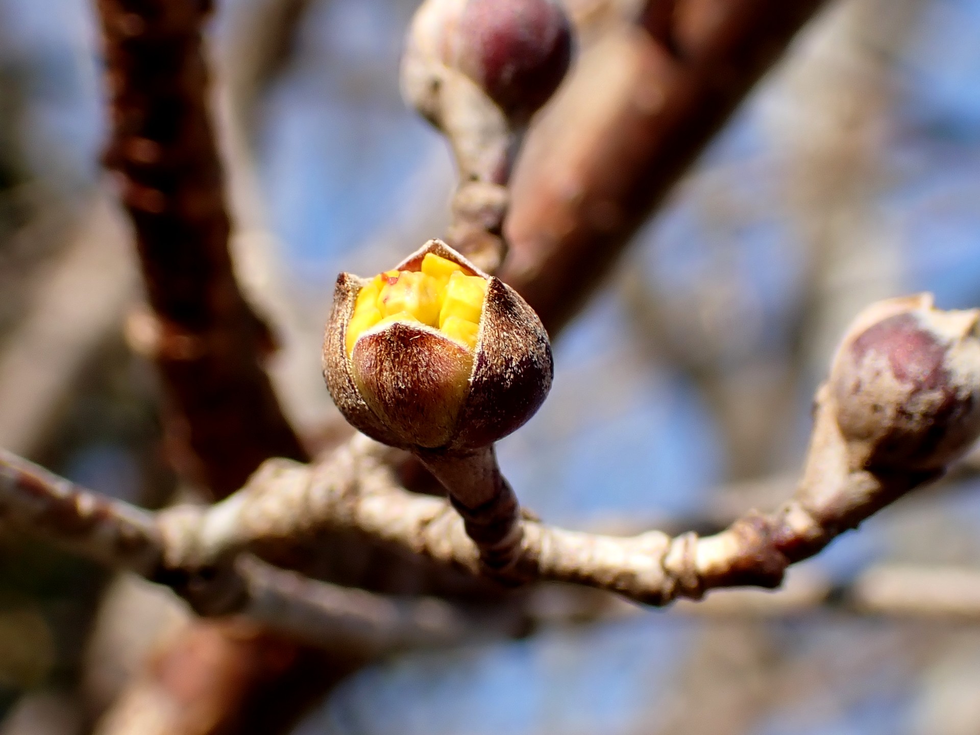 サンシュユ の高画質写真です。横浜市で、2025年1月24日に撮影したものです。