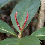 センリョウ の高画質写真です。横浜市で、2025年1月14日に撮影したものです。