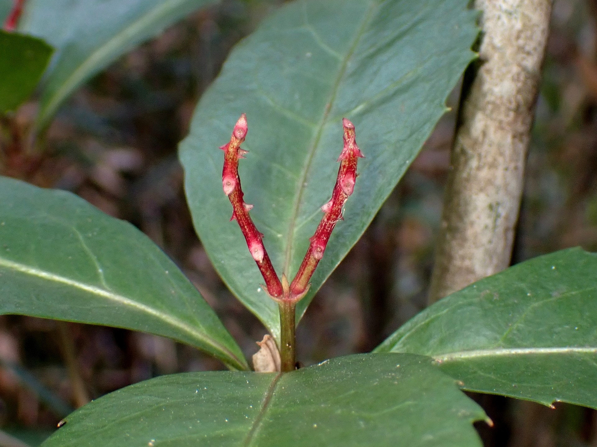 センリョウ の高画質写真です。横浜市で、2025年1月14日に撮影したものです。