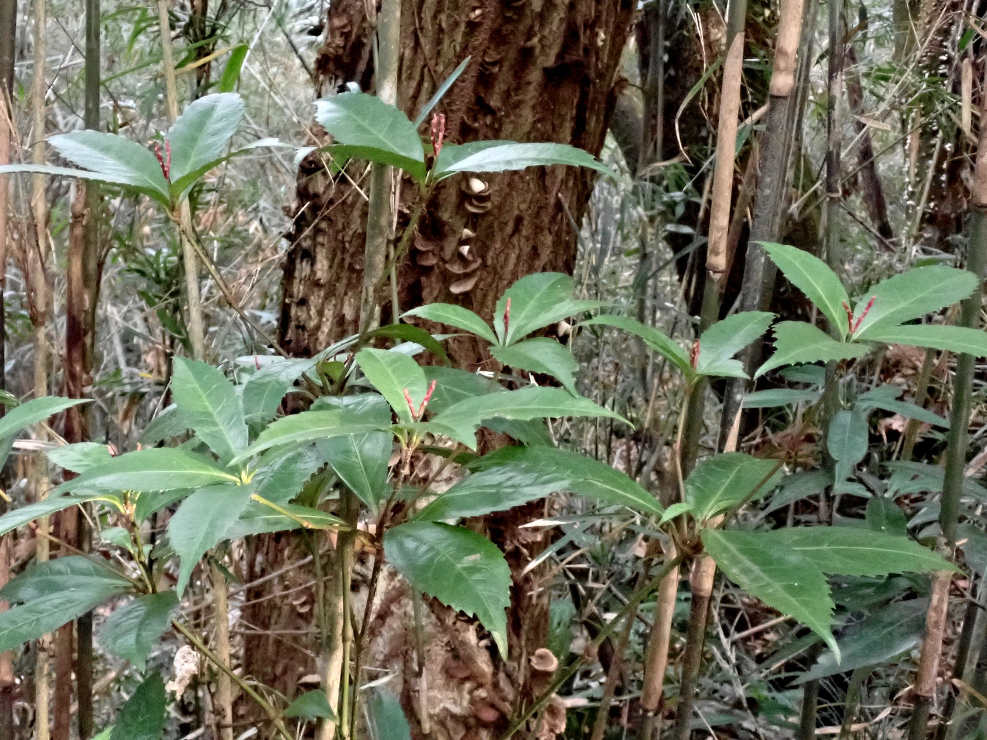 センリョウ の高画質写真です。横浜市で、2025年1月14日に撮影したものです。
