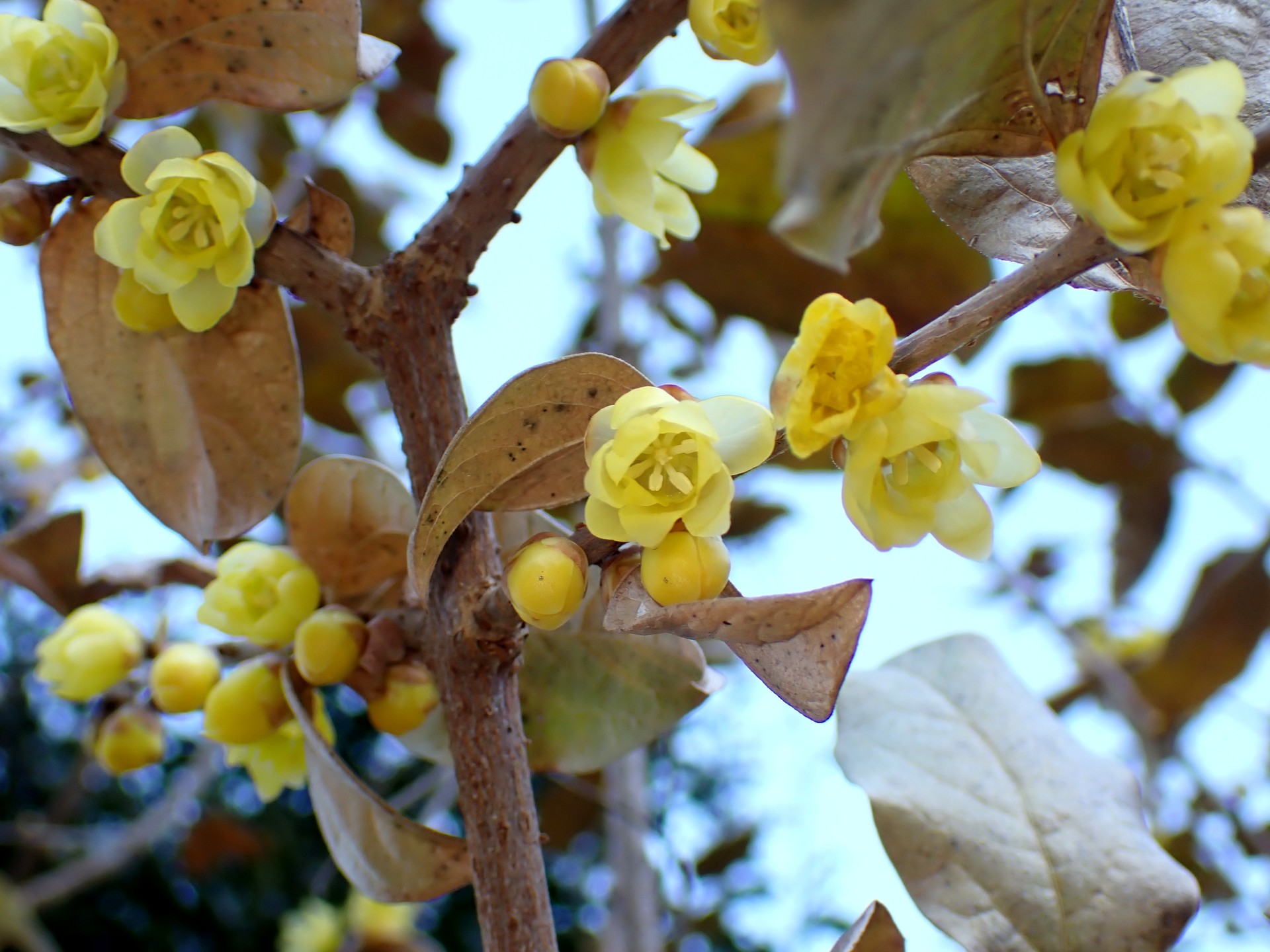 ソシンロウバイ の高画質写真です。横浜市で、2025年1月13日に撮影したものです。