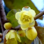 ソシンロウバイ の高画質写真です。横浜市で、2025年1月13日に撮影したものです。